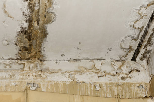 Best Post-Remediation Verification Testing  in Sun Valley, NV