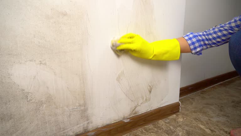 Best Mold Documentation for Insurance Claims  in Sun Valley, NV