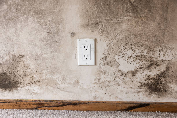 Best Crawl Space Mold Remediation  in Sun Valley, NV