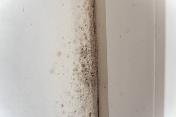 Best Post-Construction Mold Inspection  in Sun Valley, NV